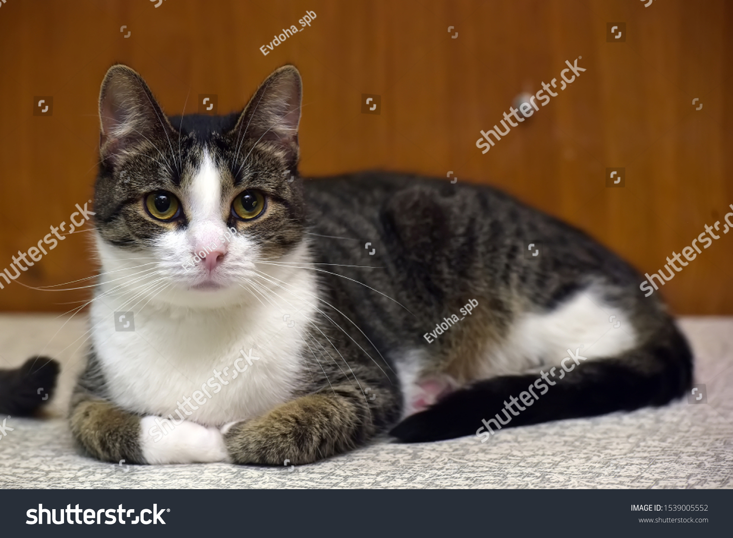 European-shorthair Images, Stock Photos & Vectors | Shutterstock