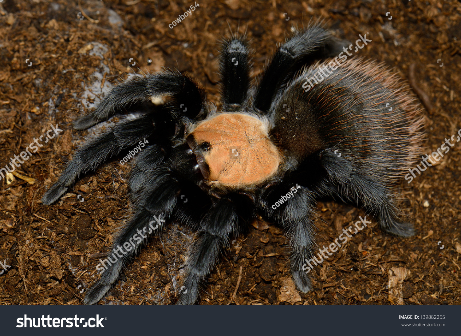 Beautiful Subadult Female Mexican Golden Red Rump Tarantula ...