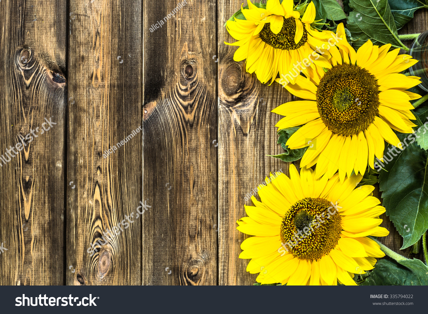 Beautiful Sunflowers On Rustic Wood Background Stock Photo (Edit Now ...