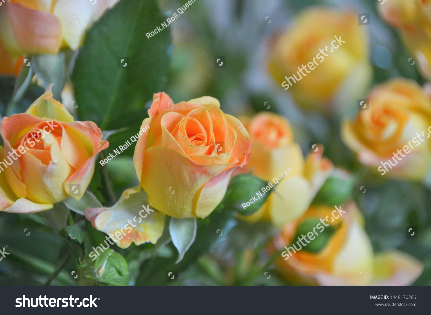 Beautiful Sunset Rose Bloom On Orange Stock Photo Edit Now 1448170286