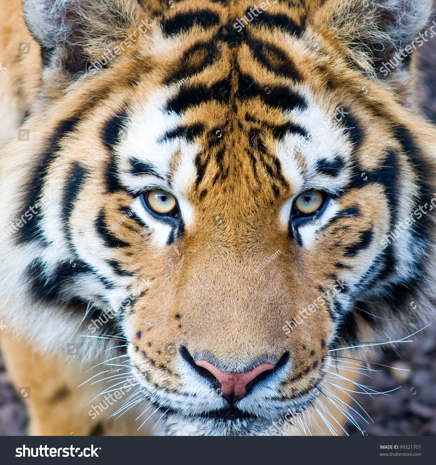 Beautiful Tiger Cub Closeup Stock Photo 99321707 - Shutterstock