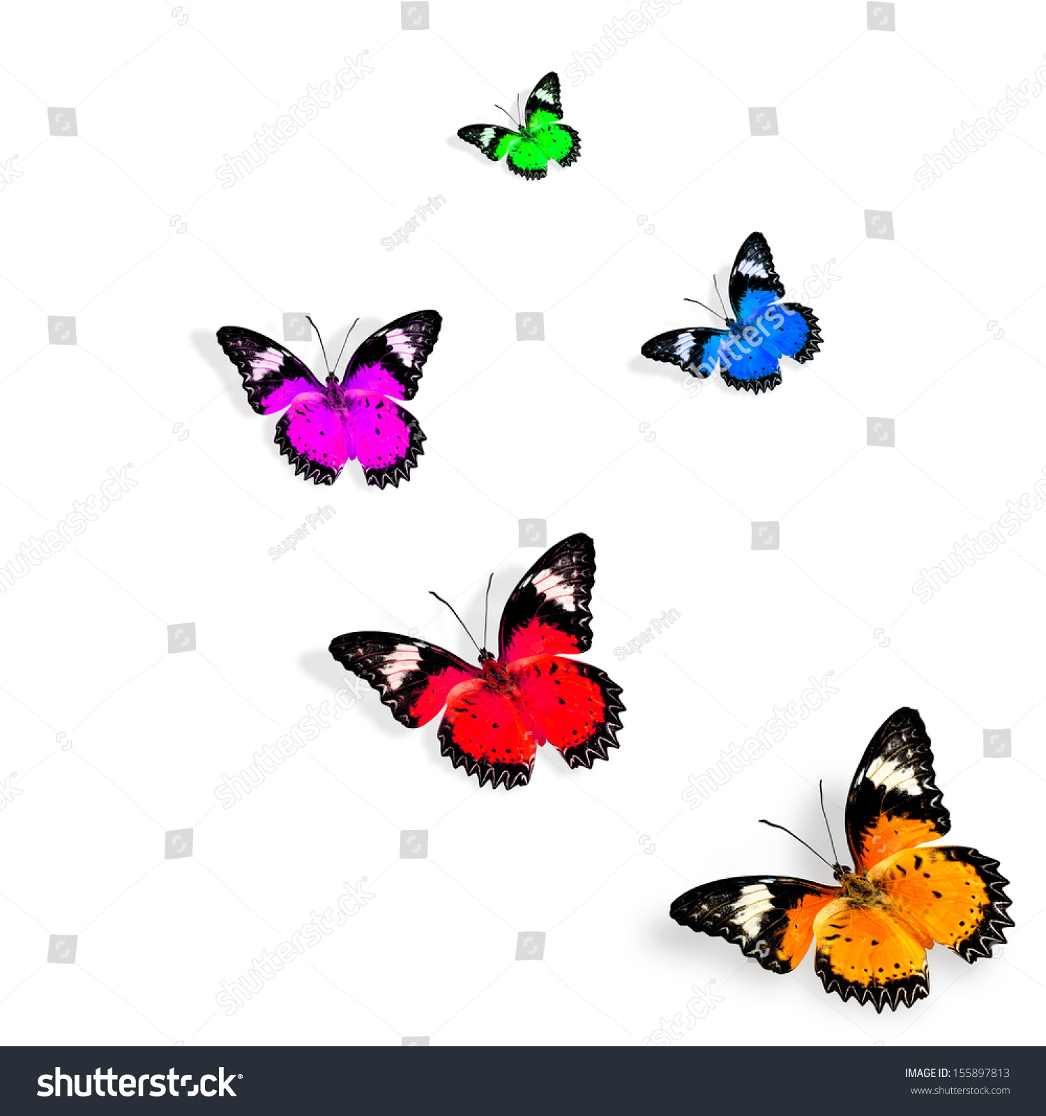 Beautiful Various Colors Of Butterfly Flying On White Background Stock ...