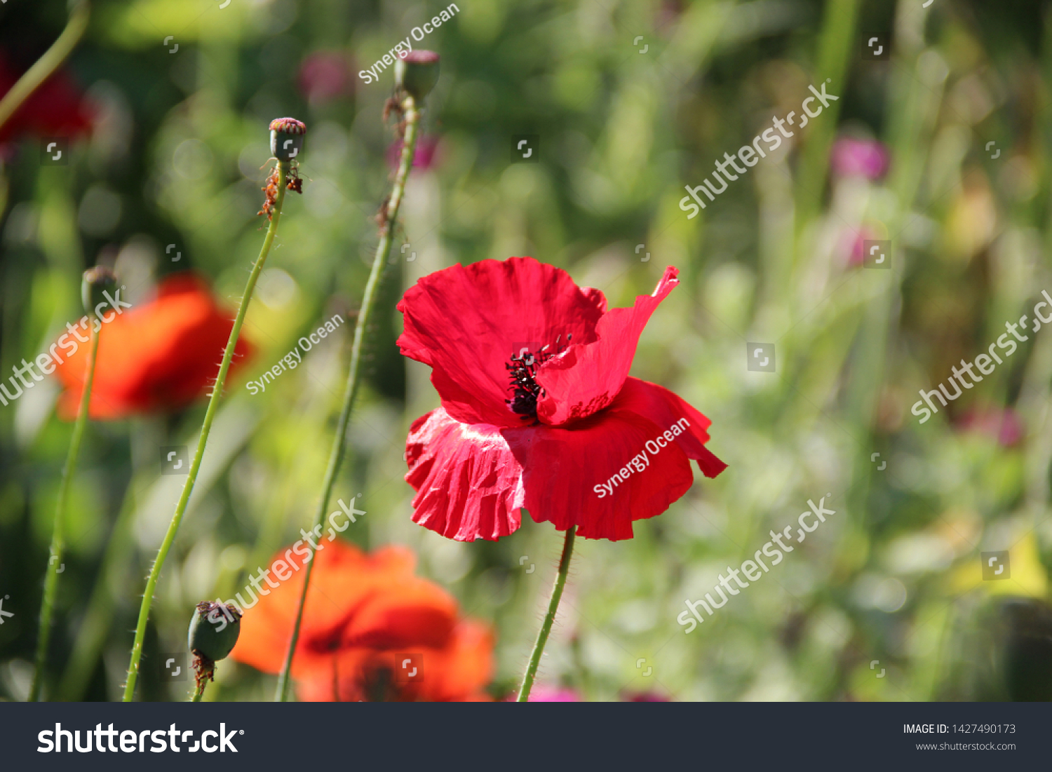 Beautiful Velvet Tender Poppy Flower Rays Stock Photo Edit Now