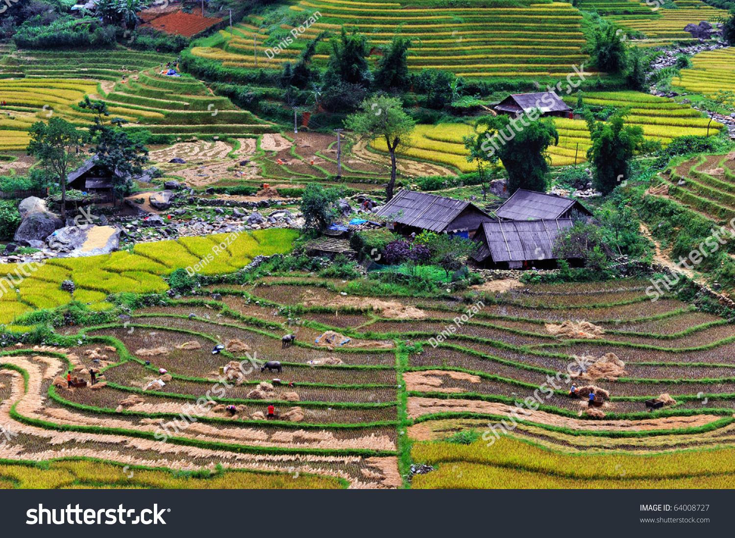 Beautiful Vietnam Rice Field Stock Photo 64008727 : Shutterstock