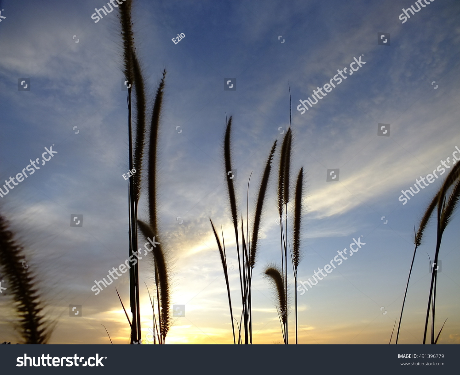 Beautiful View Feacher Pennisetum Mission Grass Stock Photo 491396779 ...