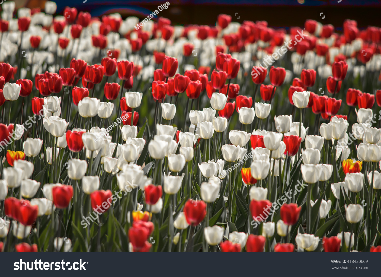 Featured image of post Beautiful Red And White Tulips
