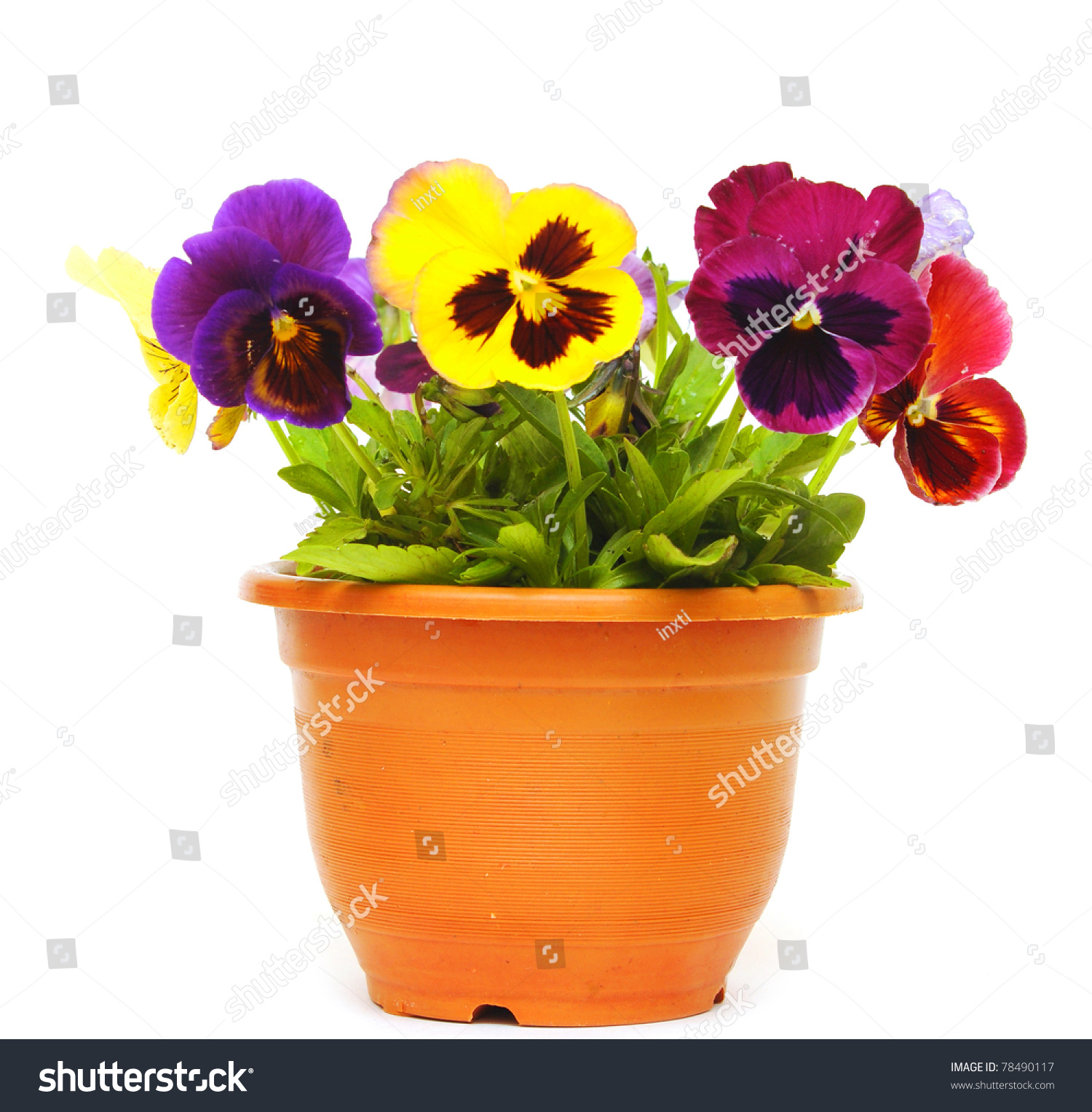 Beautiful Violet Flower Pot Isolated On Stock Photo 78490117  Shutterstock