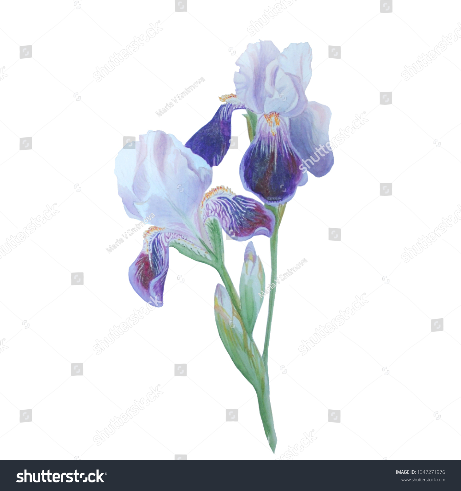 Beautiful Watercolor Blue Flowers Iris Isolated Stock Illustration ...