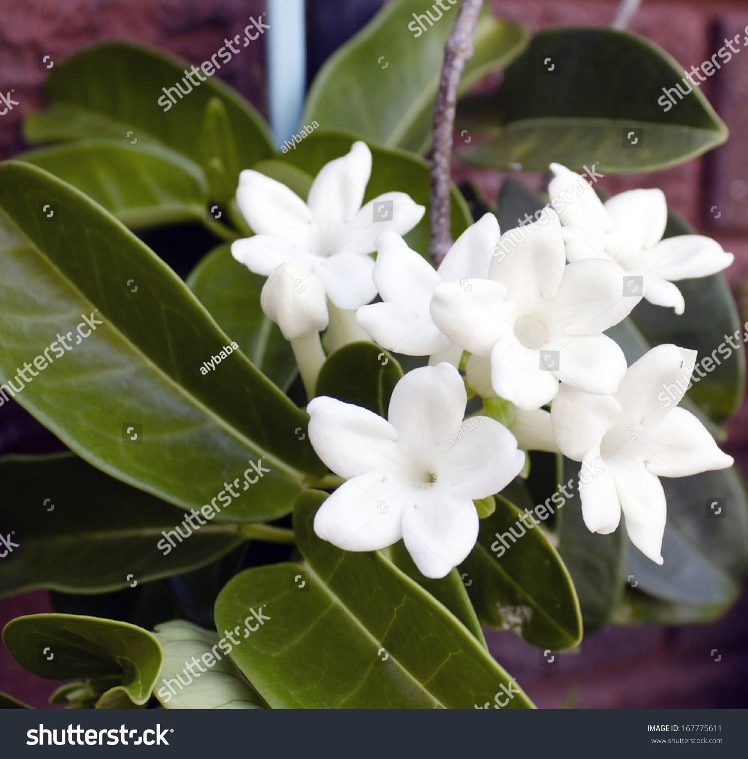 The husband presented Stefanotis, and his leaves turn yellow, how to care, why so The husband presented Stefanotis, and his leaves turn yellow, how to care, why so