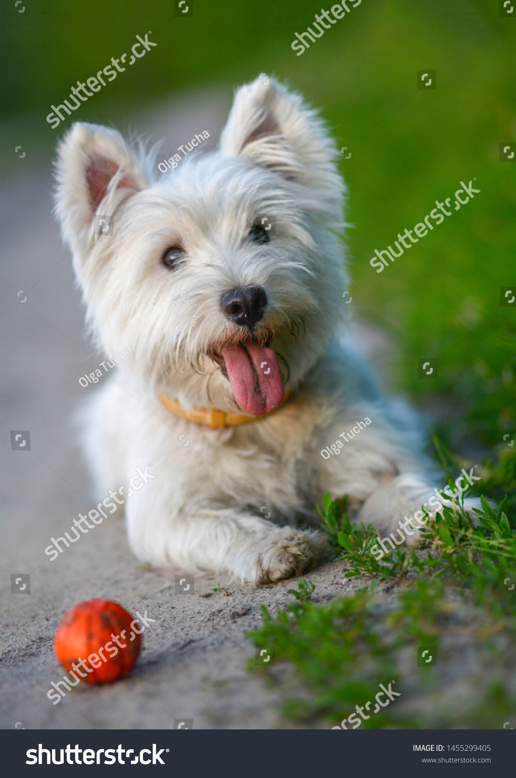 Beautiful White Dog Tongue Hanging Out Stock Photo Edit Now 1455299405