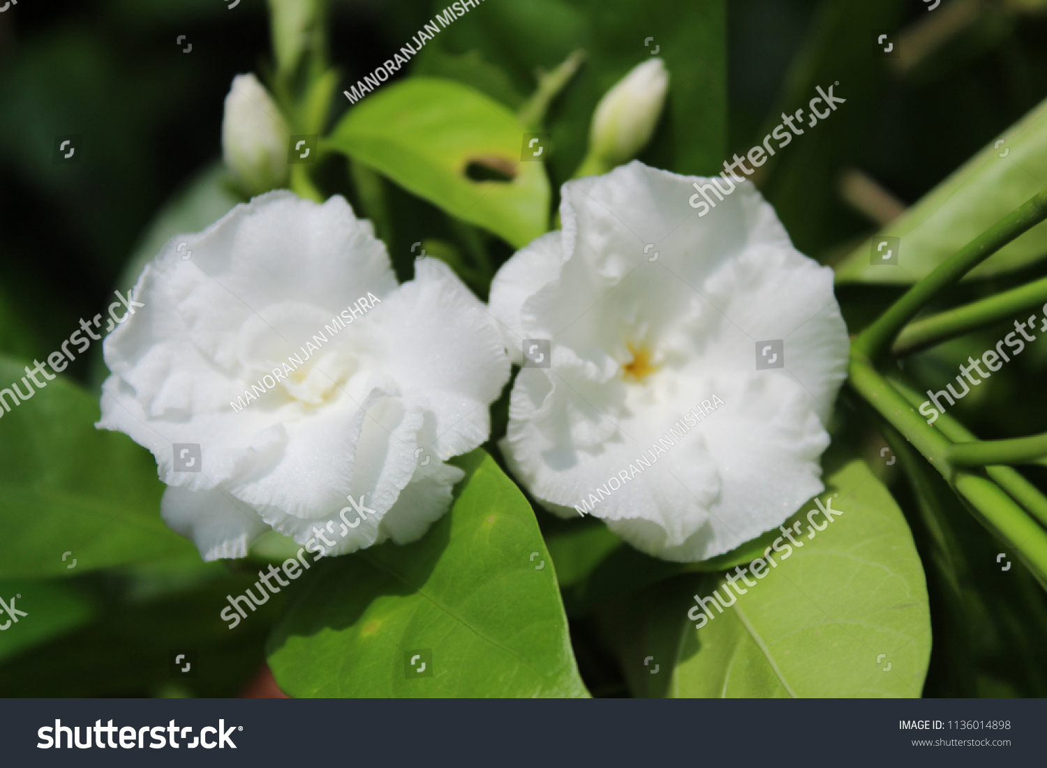 How to grow a beautiful jasmine gardenia house How to grow a beautiful jasmine gardenia house