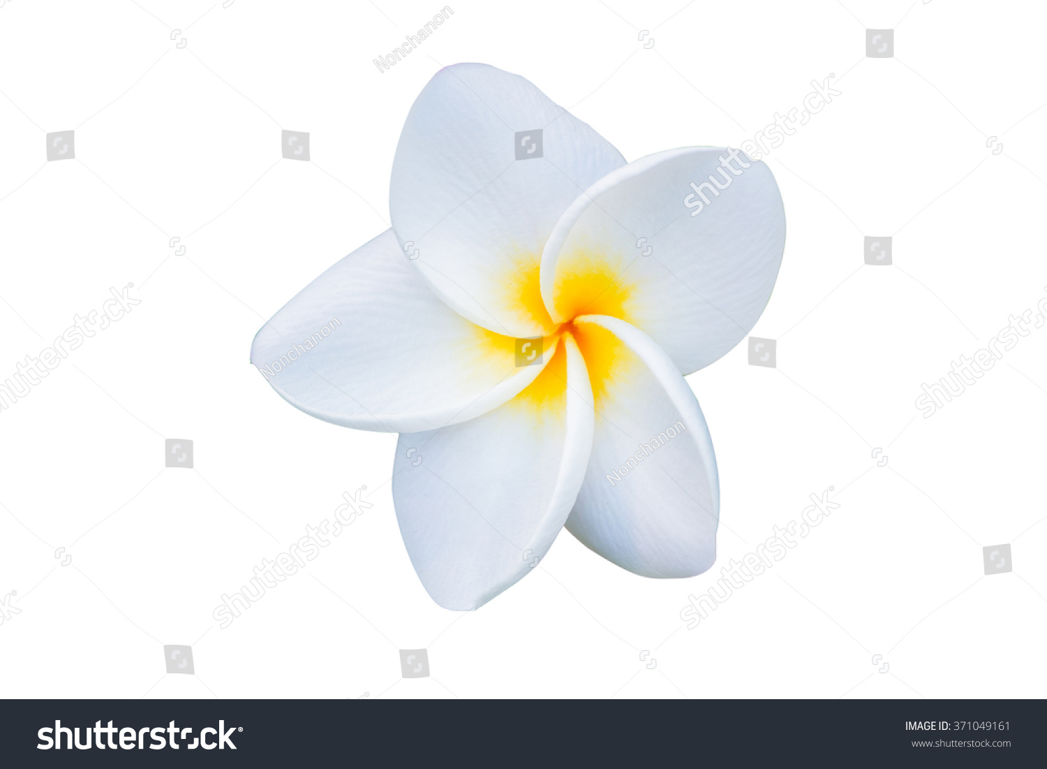 Beautiful White Plumeria Rubra Flower Isolated Foto De Stock 371049161 ...