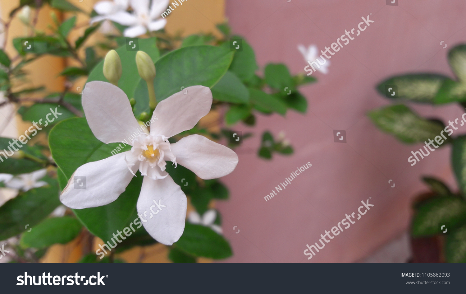 Beautiful White Snowflake Flower Bunga Melati Stock Photo (Edit 