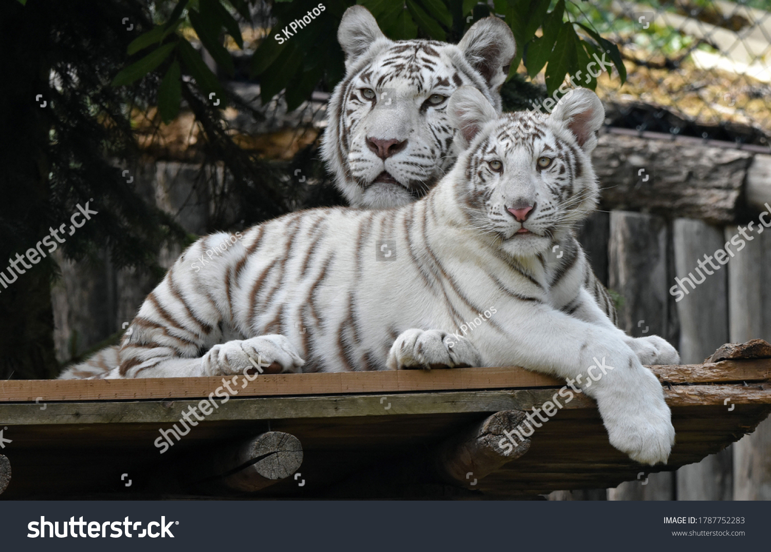 Beautiful White Tigers Forest White Tigers Stock Photo 1787752283 