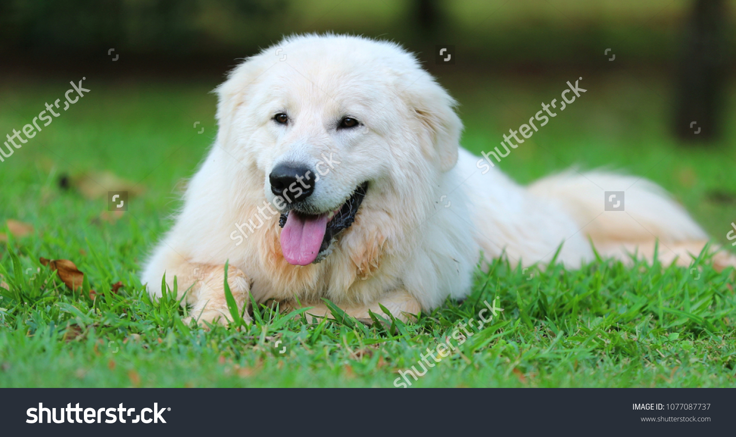 Beautiful White Wolf Dog Stock Photo Edit Now