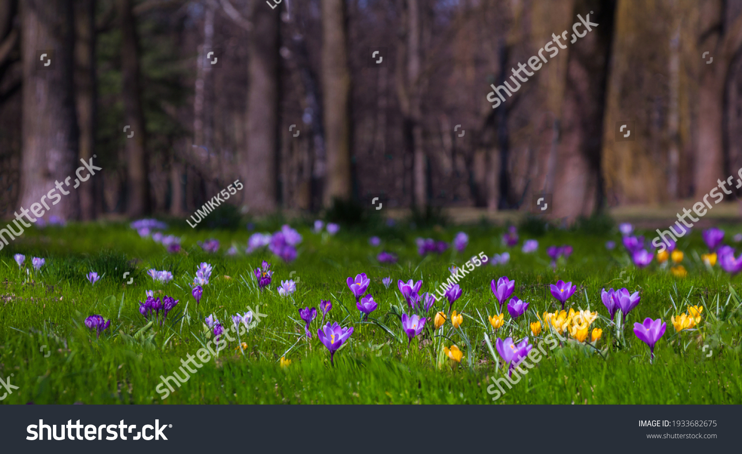 Yellow Forest Flowers Stock Photos Images Photography Shutterstock Yellow Forest Flowers Stock Photos Images Photography Shutterstock