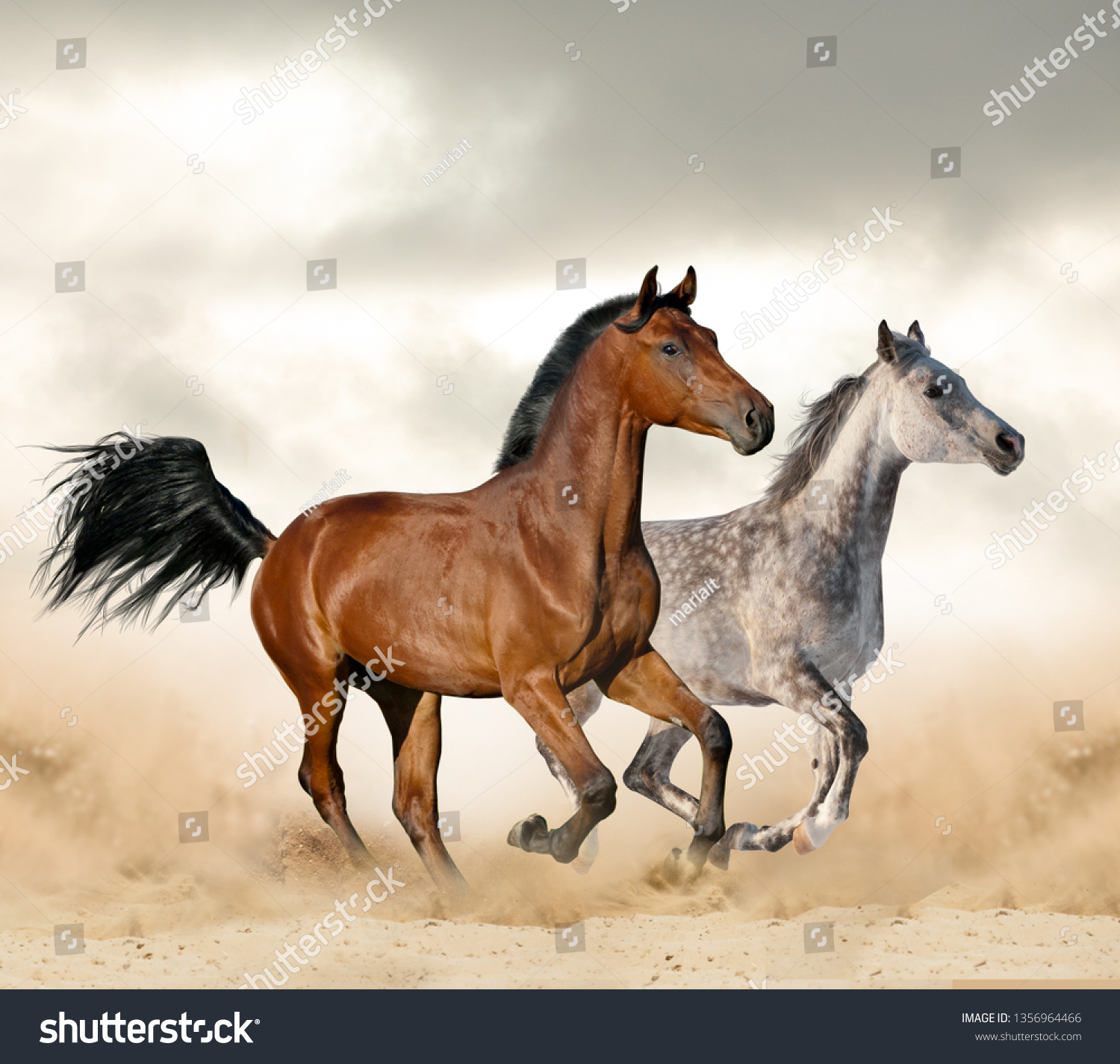 Beautiful Wild Horses Desert Running Wild Stock Photo Edit Now 1356964466