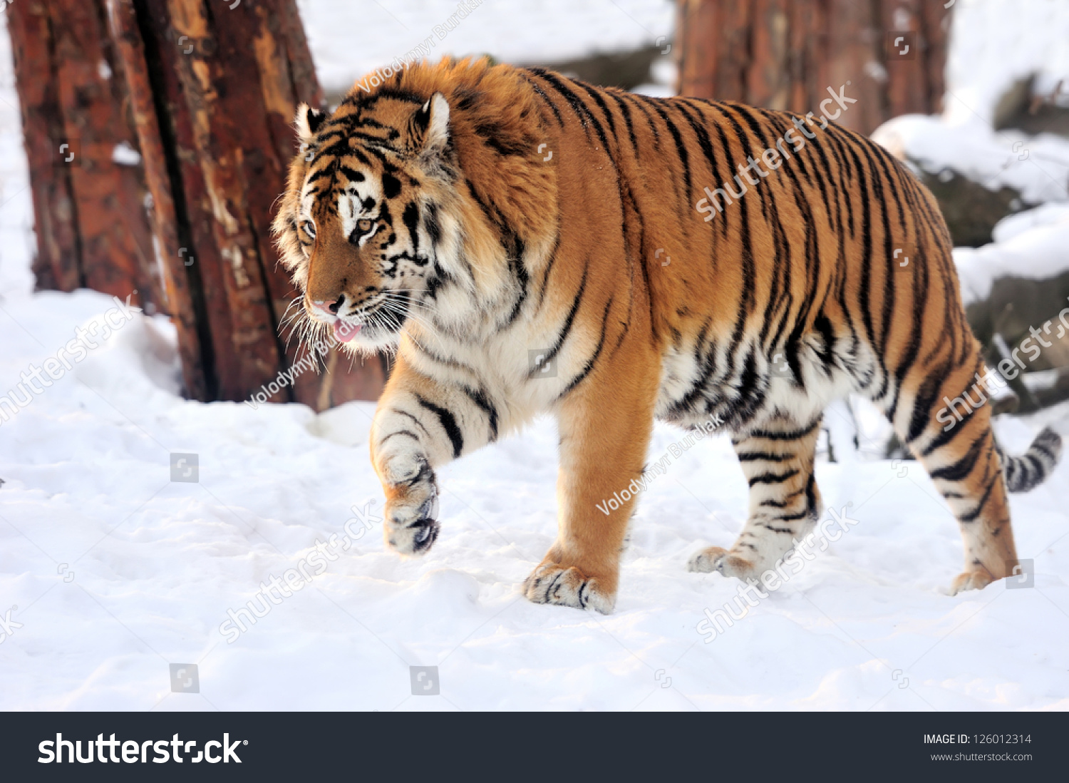 Beautiful Wild Siberian Tiger On Snow Stock Photo 126012314 Shutterstock