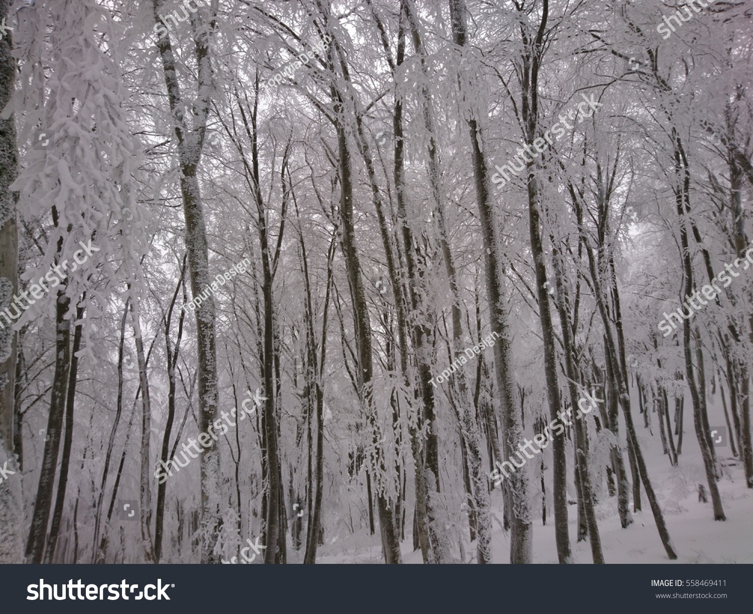 Beautiful Winter Forest Background Snowy Forest Stock Photo Edit