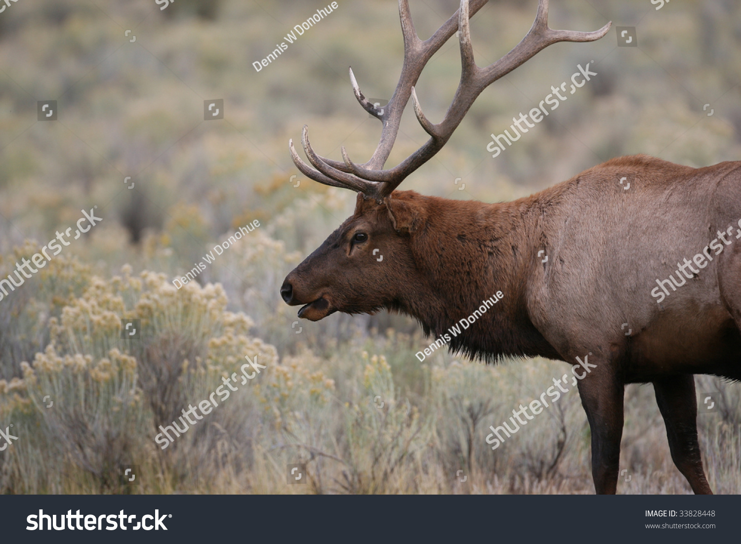 Beautiful 6x6 Bull Elk At Mammoth Hot Springs, Yellowstone National ...