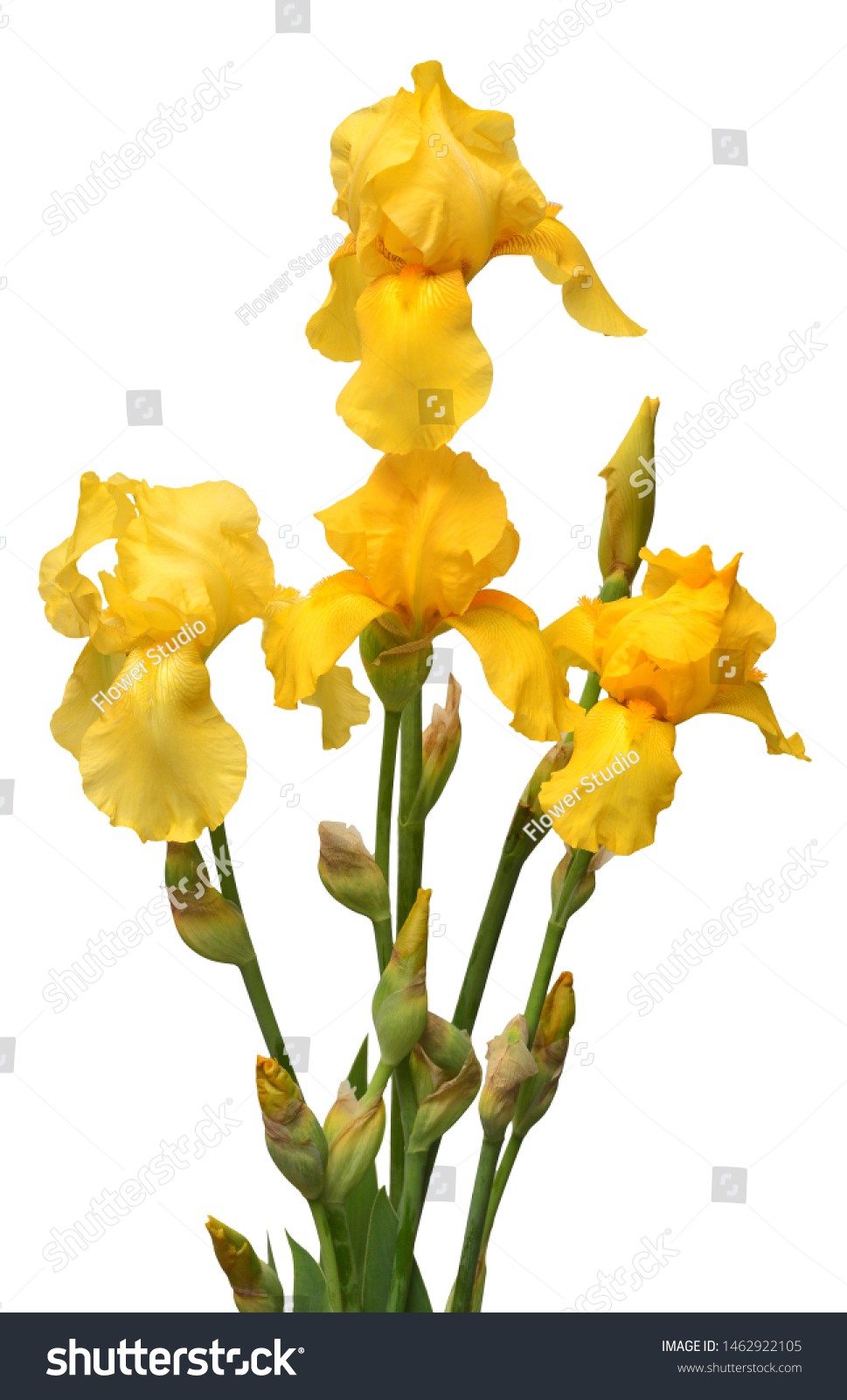 Beautiful Yellow Bouquet Iris Flower Isolated Stock Photo ...