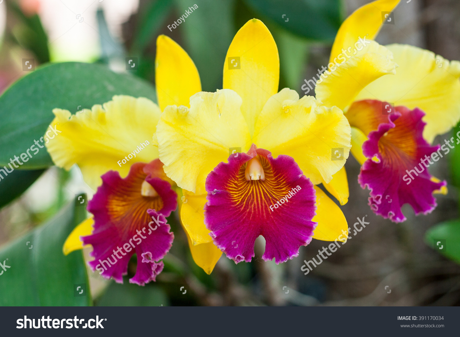 Beautiful Yellow Cattleya Orchid Flower Blooms In Summer In Thailand ...