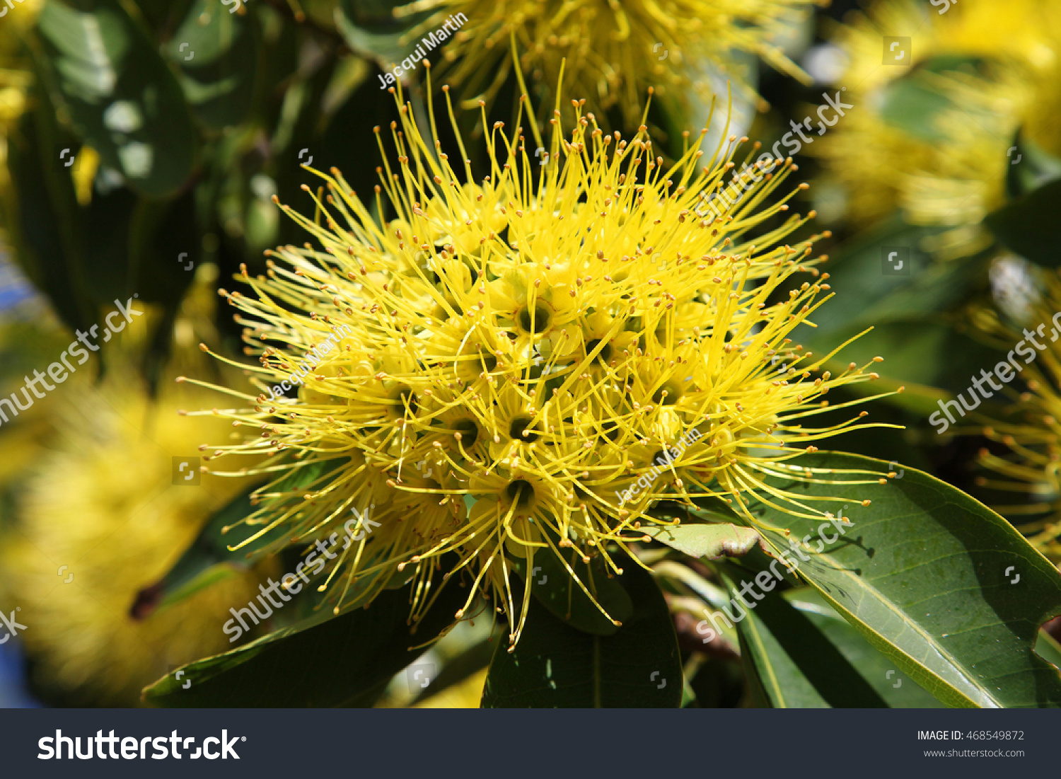 Beautiful Yellow Flowering Gum Tree Queensland Stock Photo Edit Now 468549872