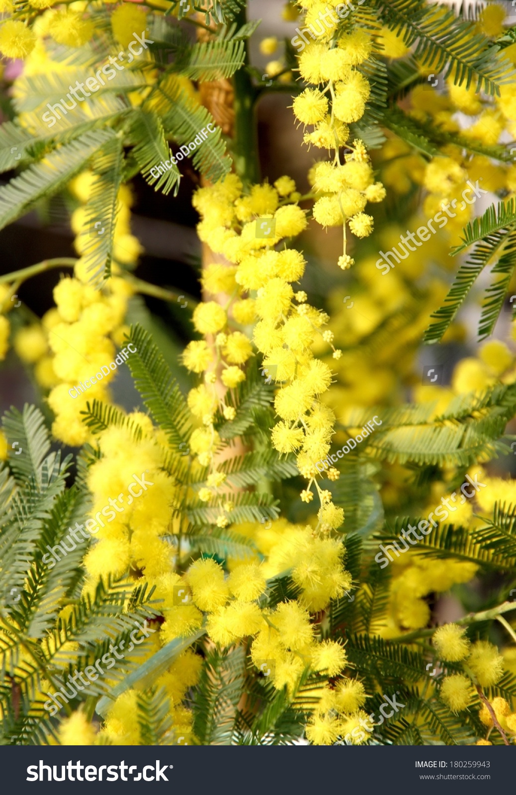 Mimosen Images, Stock Photos & Vectors | Shutterstock