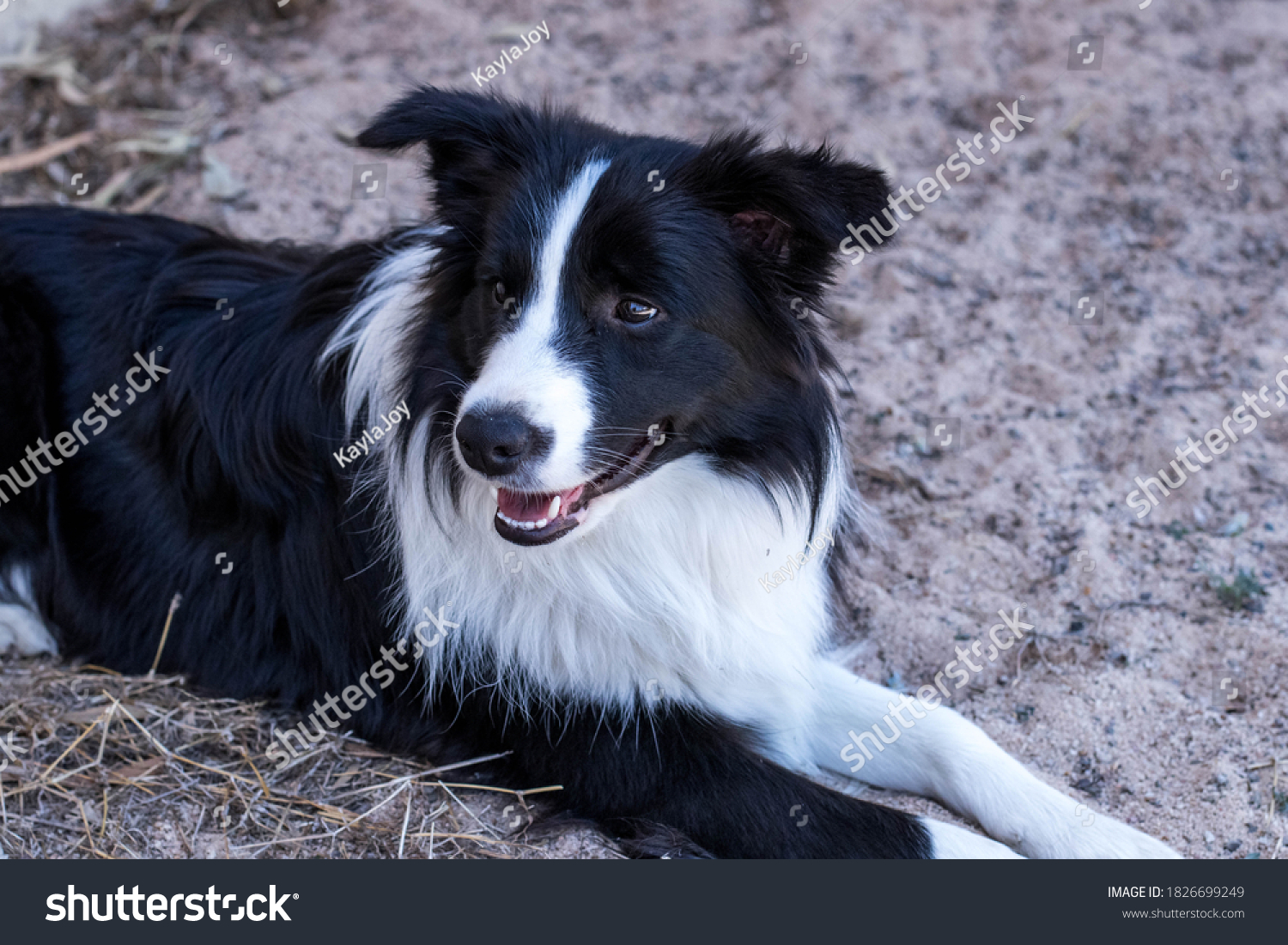 Beautiful Young Border Collie Lying Down Stock Photo 1826699249 ...