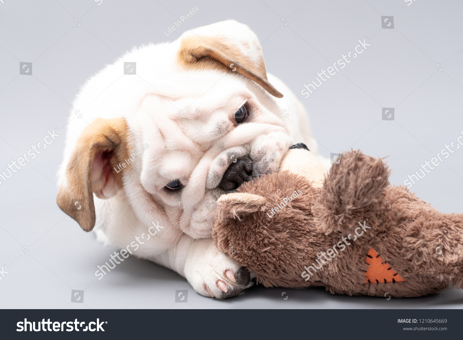 british bulldog teddy bear