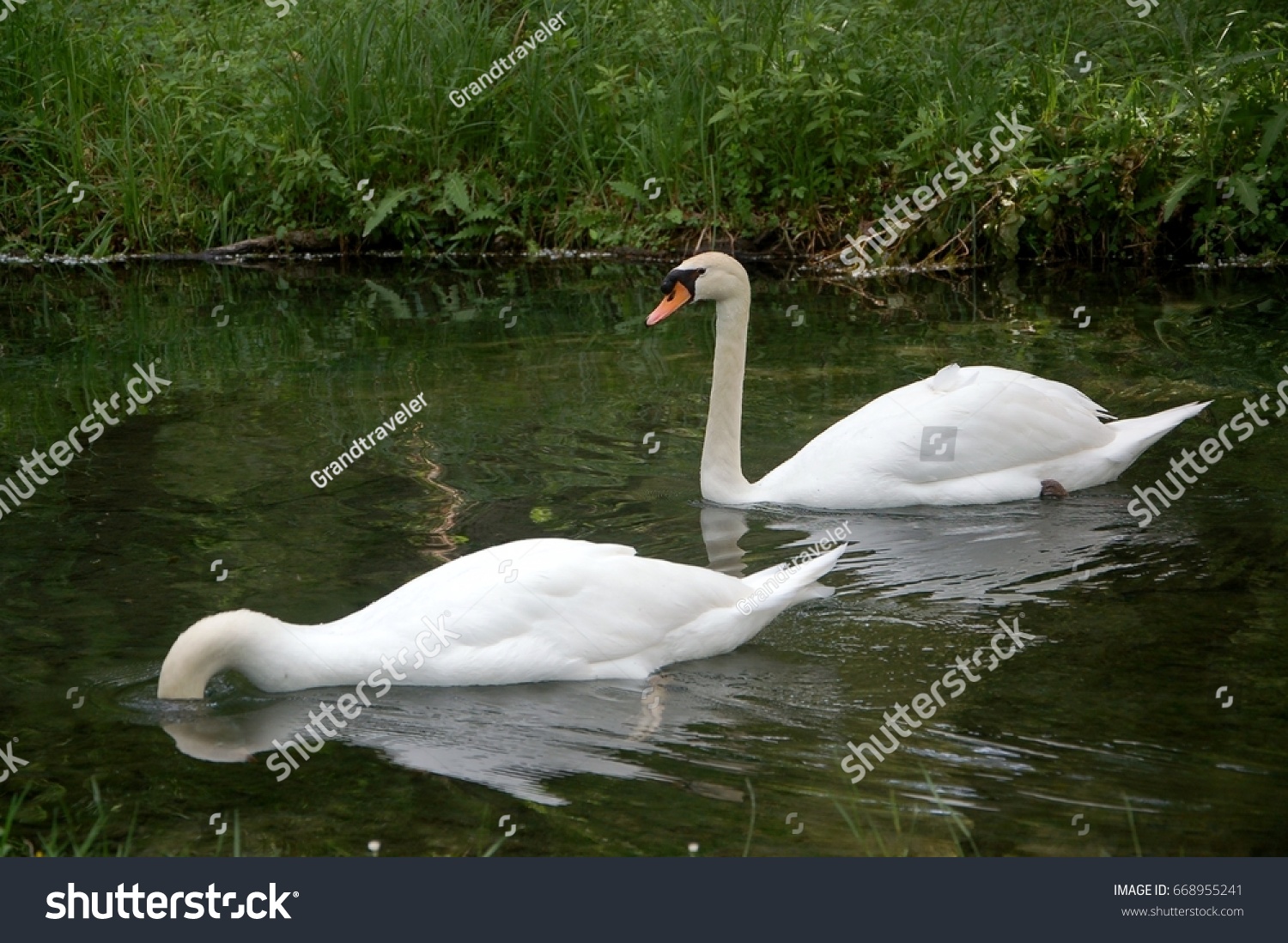 Beautifully Delicate Graceful Swans Swimming Reflecting Stock Photo Edit Now