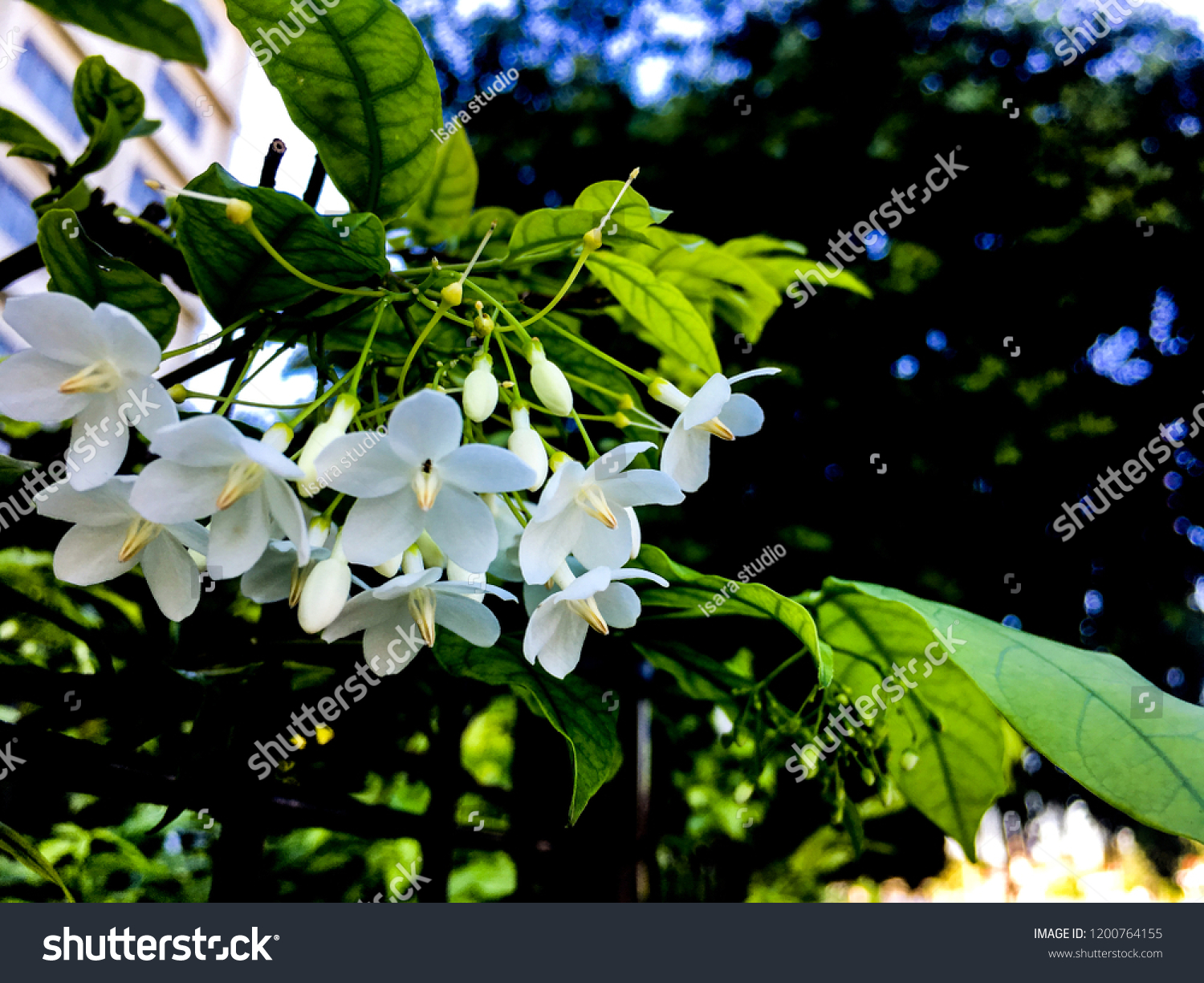 Beauty Wrightia Religiosa Benth White Flower Stock Photo Edit Now
