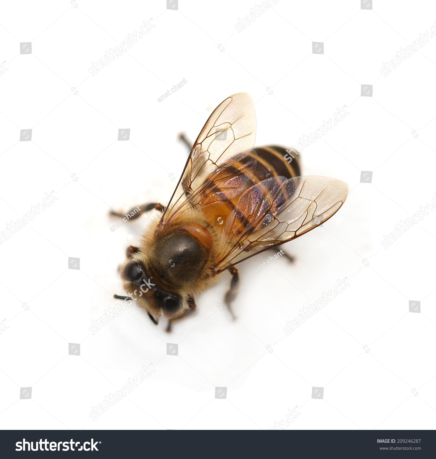 Bee Stock Photo 209246287 : Shutterstock