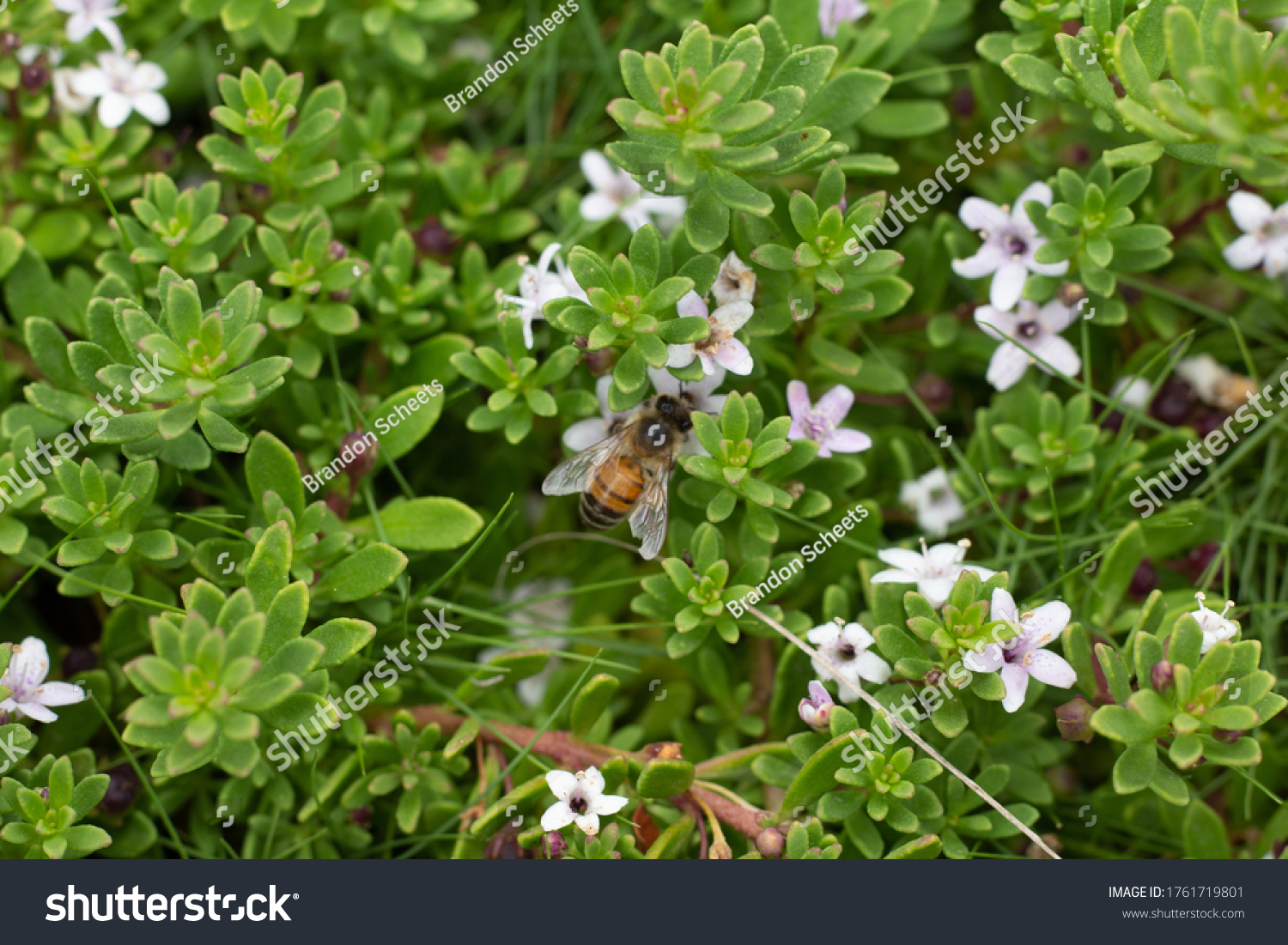 myoporum ground cover problems