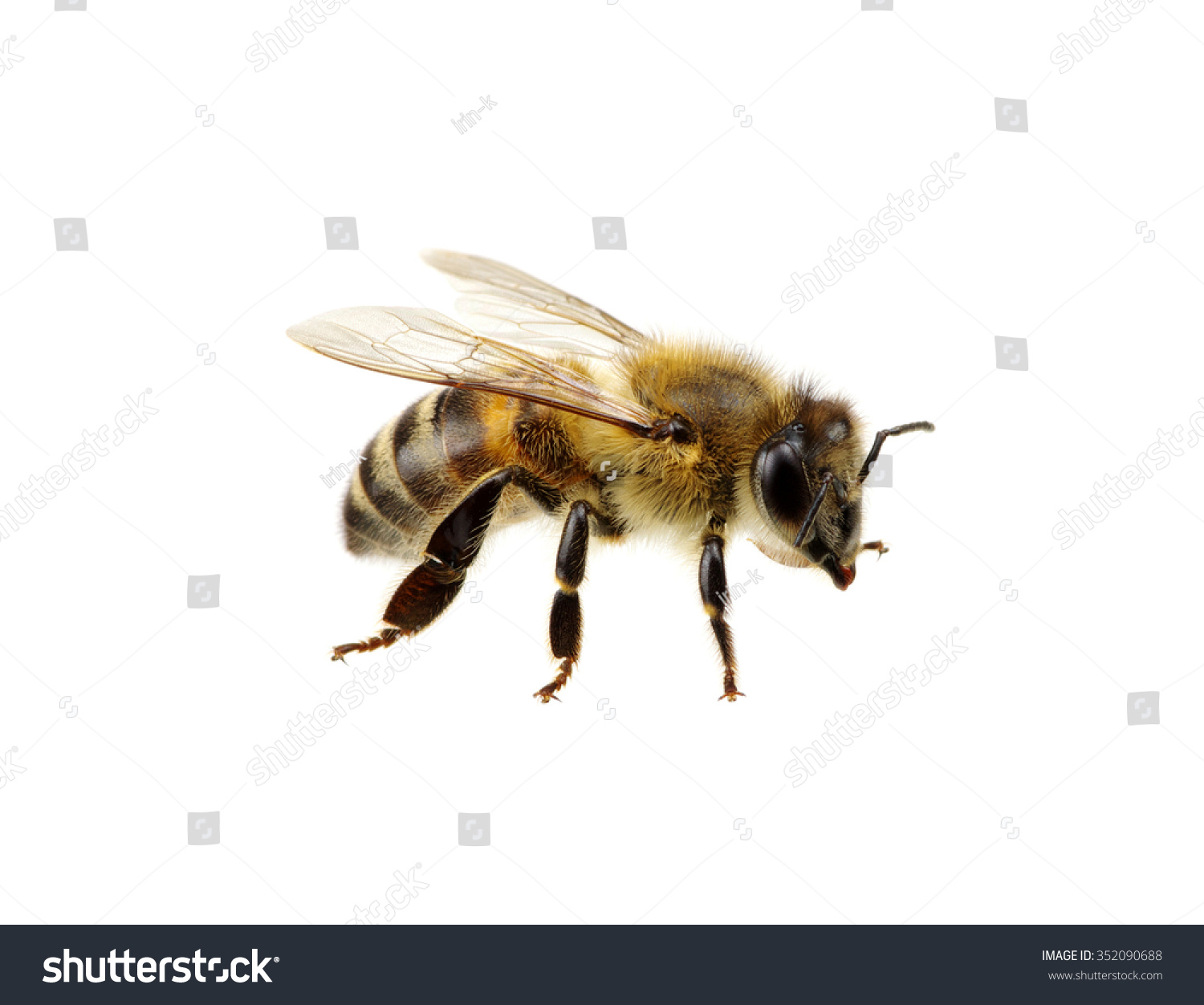 Bee Isolated On White Stock Photo 352090688 - Shutterstock