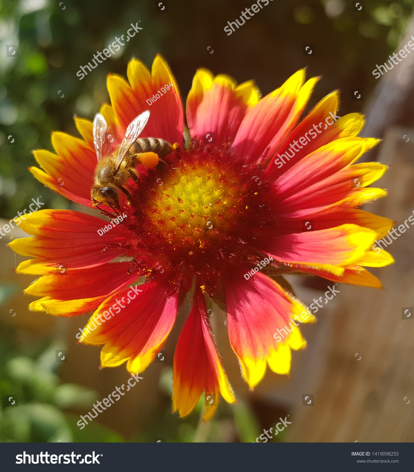 [Изображение: stock-photo-bee-over-a-flower-collecting...098255.jpg]