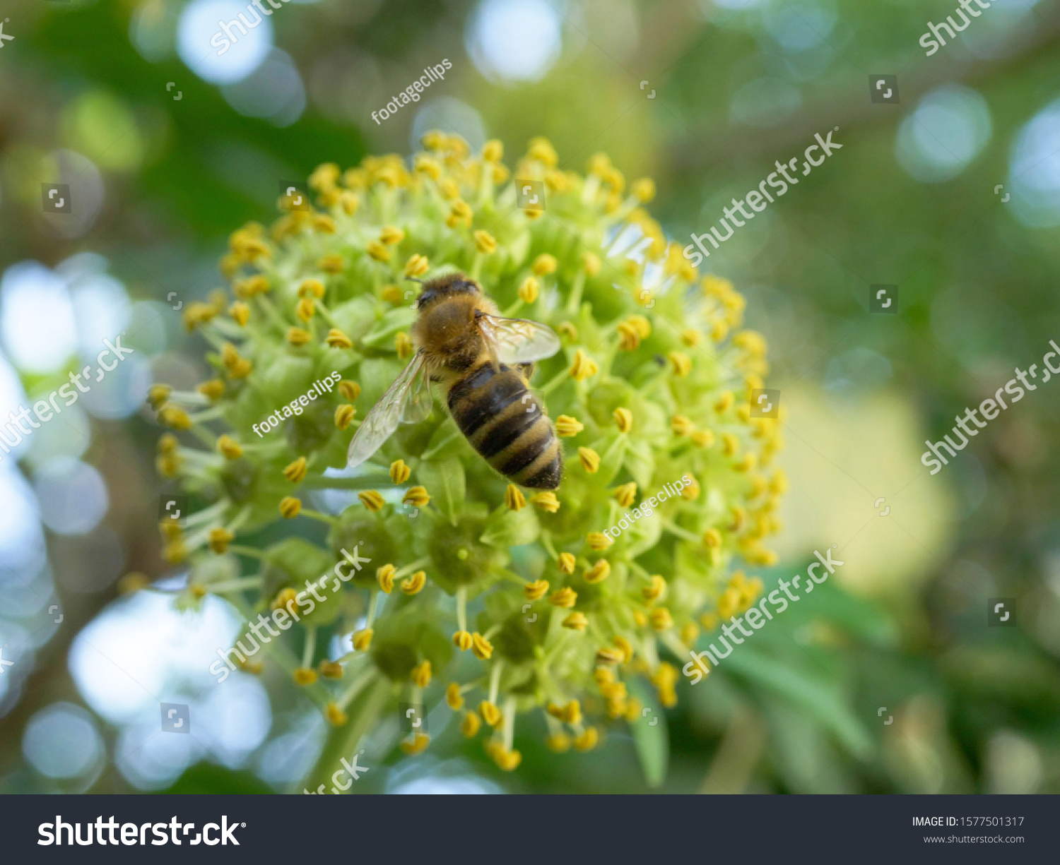 ハチは 晩夏 ババリア ドイツ ヨーロッパで 花の咲くツタ ヘデラ ヘリックス で花蜜を求める の写真素材 今すぐ編集