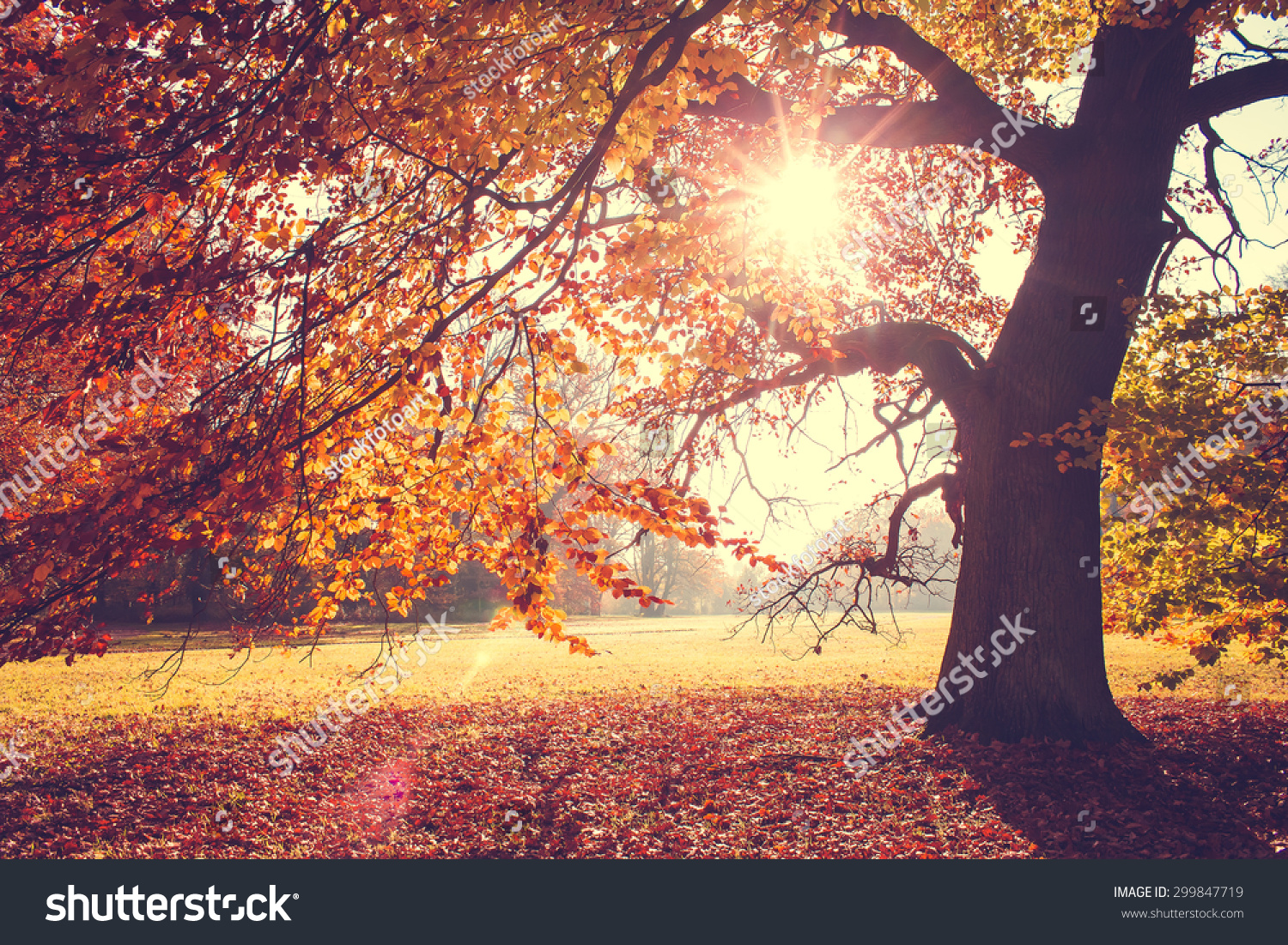 Beech Tree In Foliage At Fall Stock Photo 299847719 Shutterstock