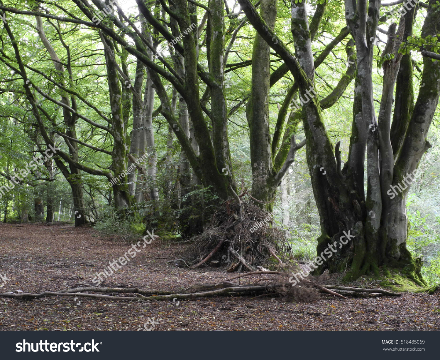 Beech Trees Core Hill Wood Devon Stock Photo 518485069 | Shutterstock