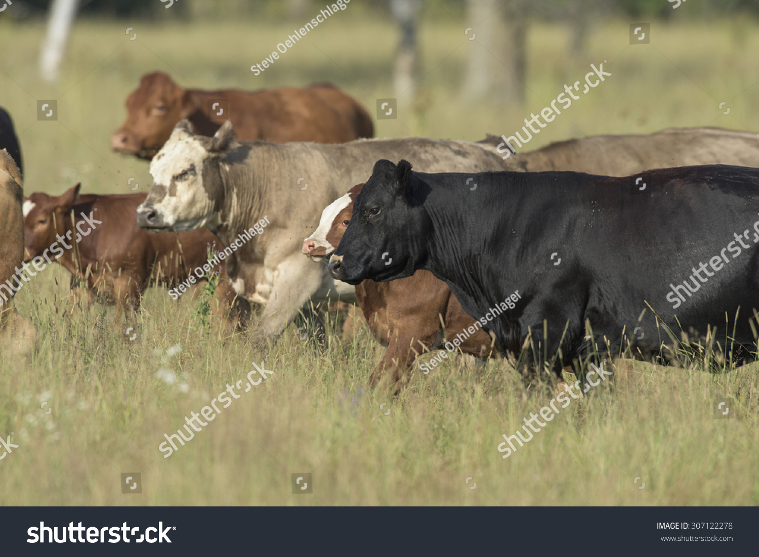 Beef Cattle In A Pasture Stock Photo 307122278 : Shutterstock