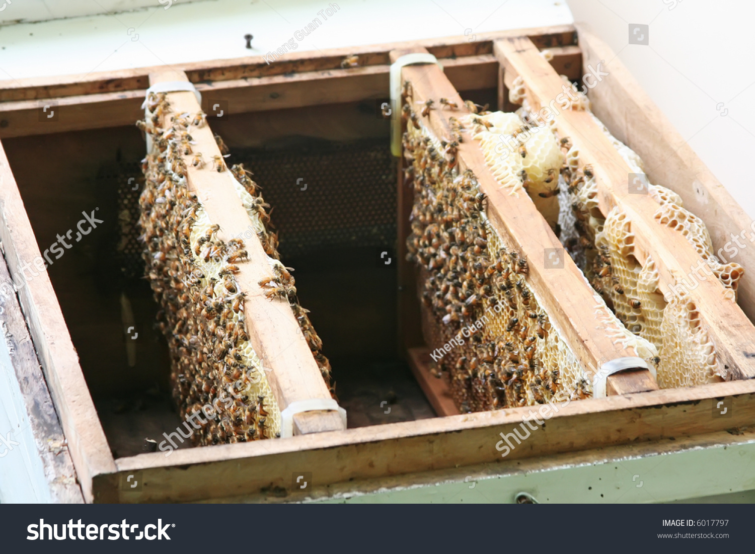 Bees And Honeycombs In Artificial Beehive Stock Photo 6017797 ...