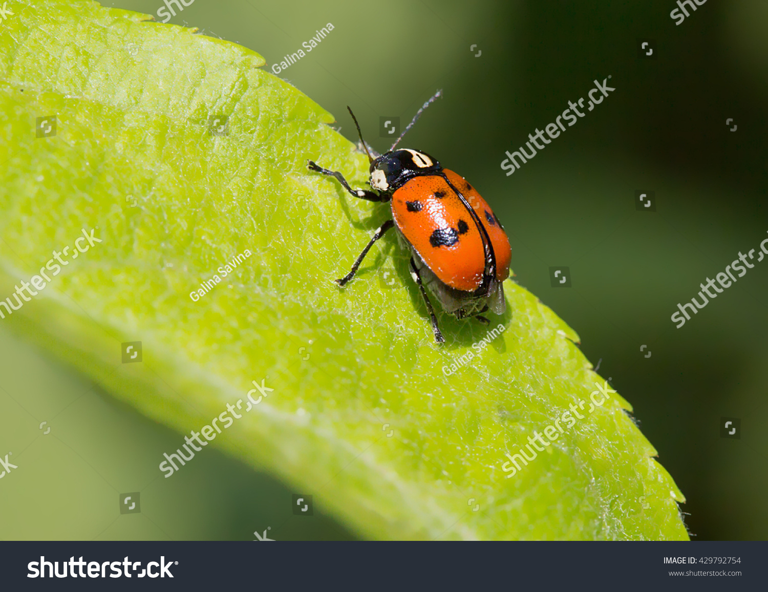 Beetle Similar Ladybird Beetle Family That Stock Photo (Edit Now) 429792754