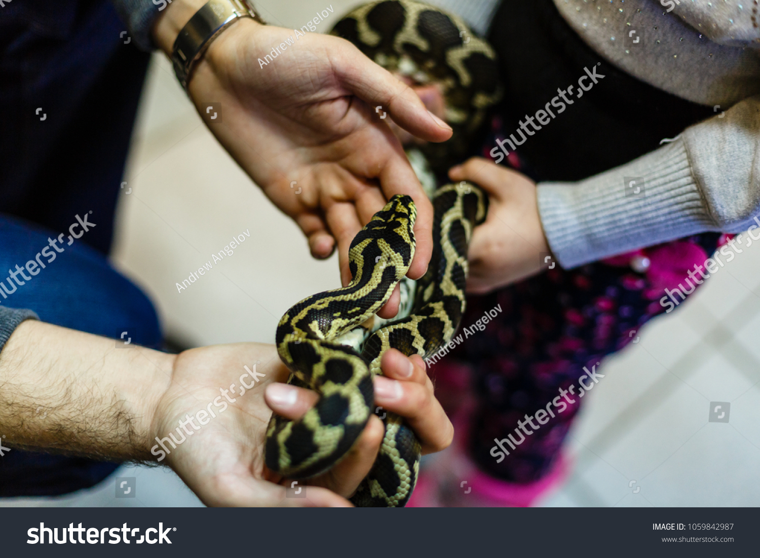 44,581 Reptiles kids Images, Stock Photos & Vectors | Shutterstock