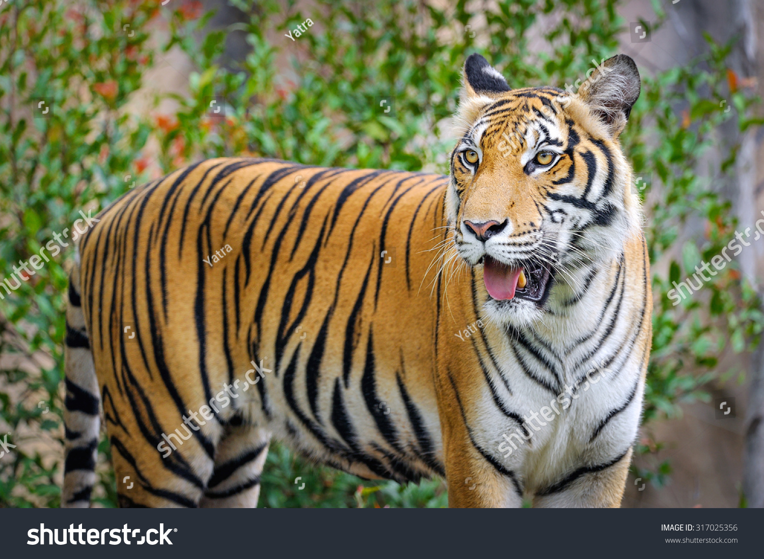 Behavior Tiger Stock Photo 317025356 - Shutterstock