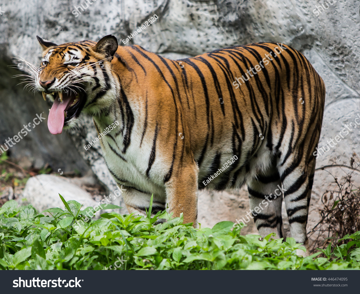 Behavior Tiger Stock Photo 446474095 - Shutterstock