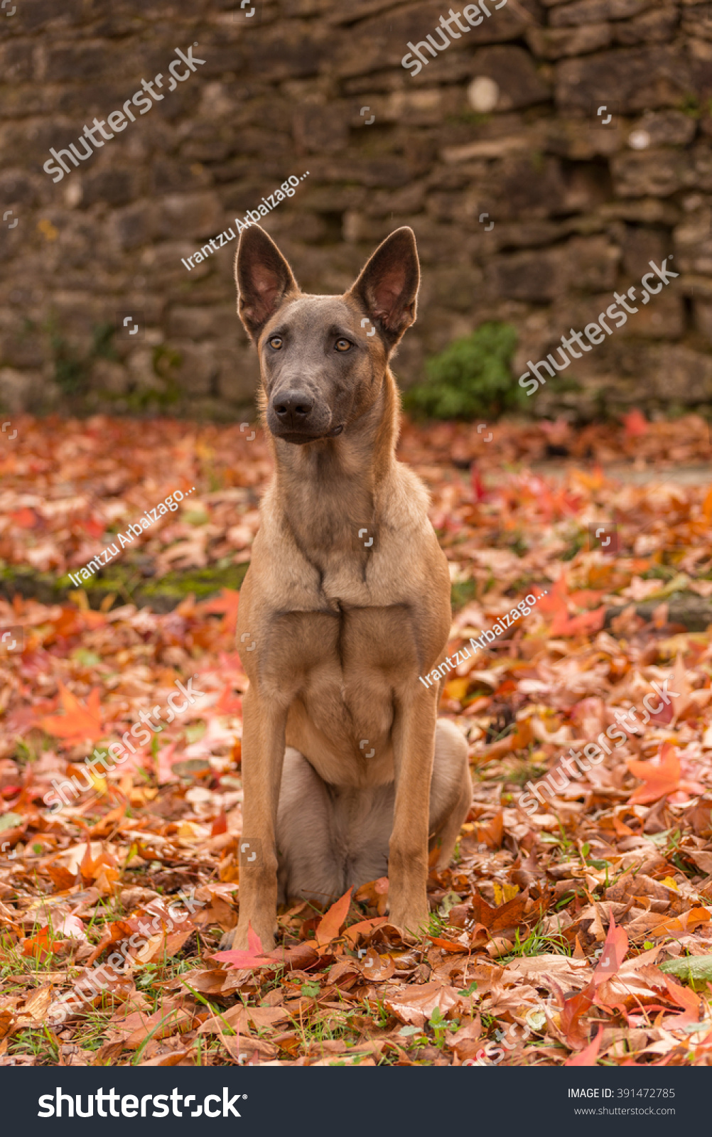 Belgian Malinois Dog Autumn Color Leaves Stock Photo Edit Now 391472785