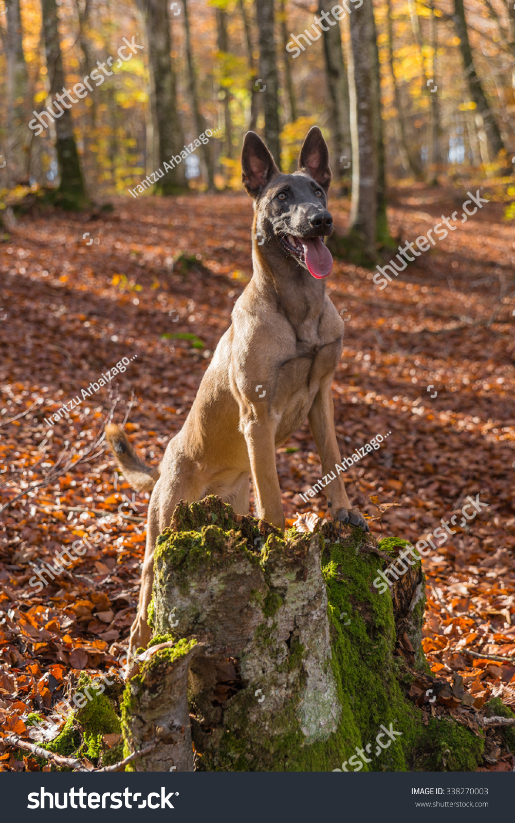 Belgian Malinois Dog Outside Forest Autumn Stock Photo Edit Now 338270003