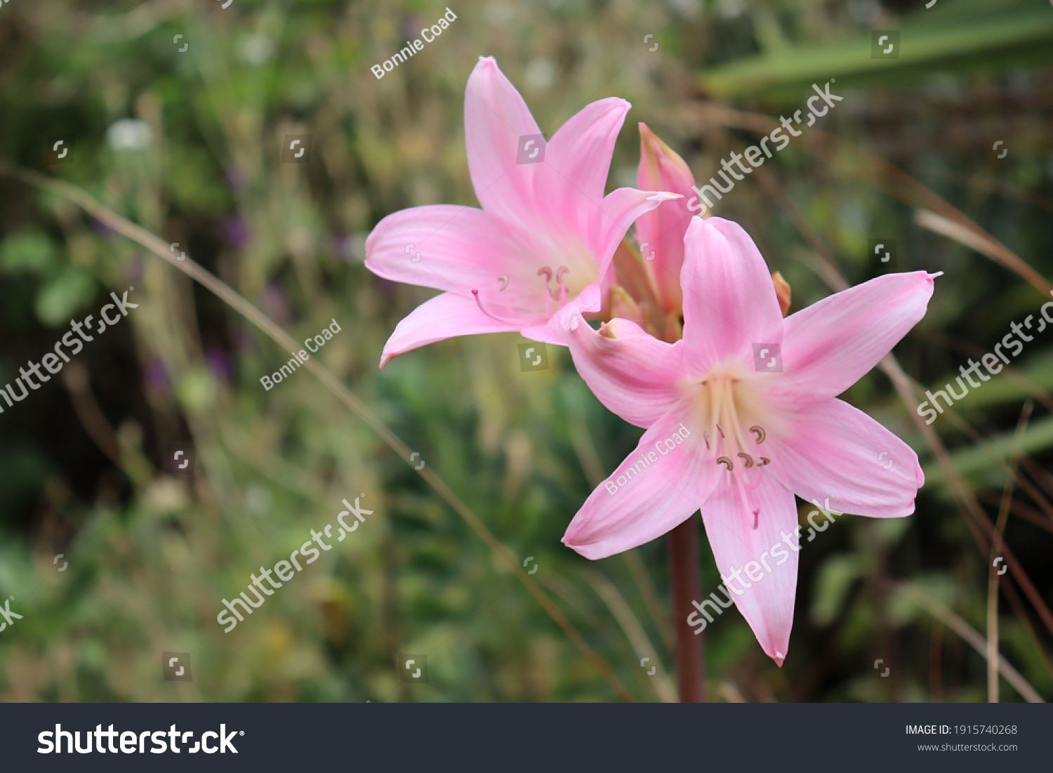 Belladonna Major Naked Lady Plant Stock Photo (Edit Now) 1915740268