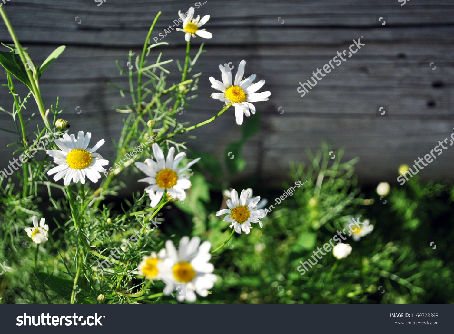 Bellis Perennis Common Daisy Lawn Daisy Stock Photo Edit Now