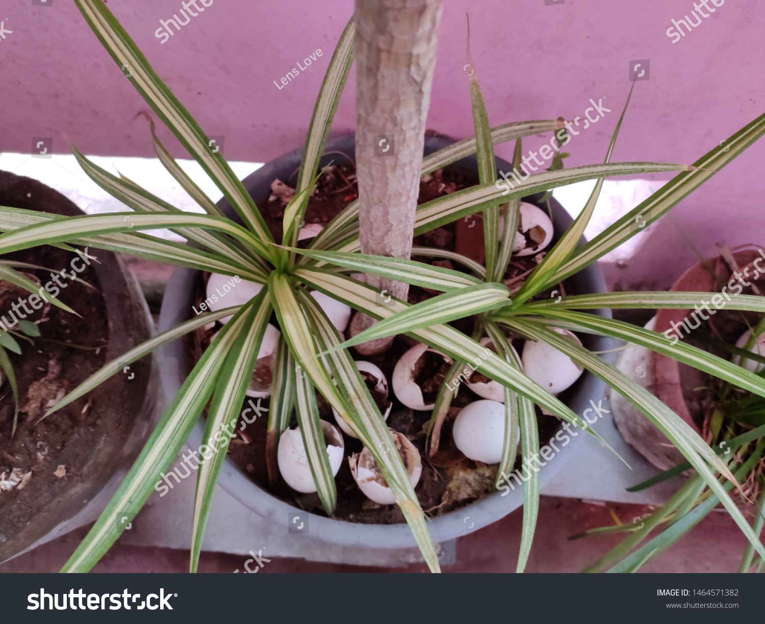 Benefits Egg Shells On Plants Garden Stock Photo Edit Now 1464571382